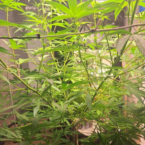 Sideral x Zombie Kush growlog timeline photo
