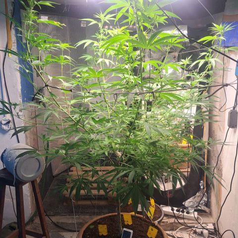 Sideral x Zombie Kush growlog timeline photo