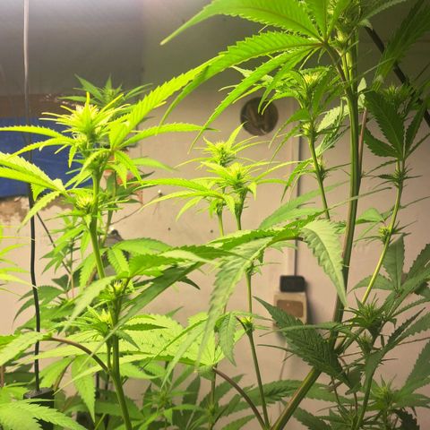 Sideral x Zombie Kush growlog timeline photo