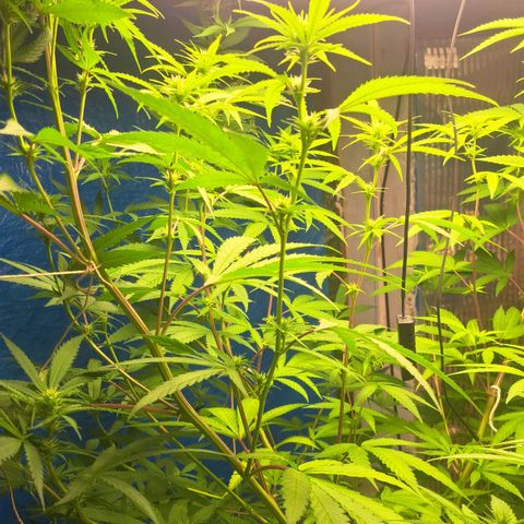 Sideral x Zombie Kush growlog timeline photo