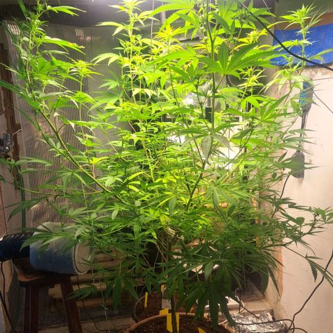 Sideral x Zombie Kush growlog timeline photo