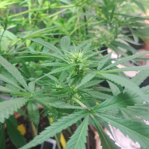 Sideral x Zombie Kush growlog timeline photo