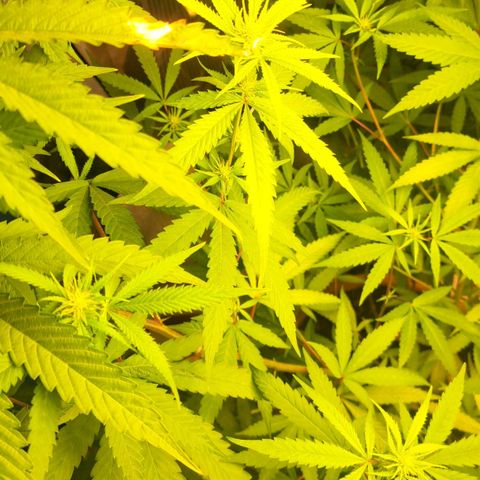 Sideral x Zombie Kush growlog timeline photo
