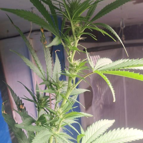 Sideral x Zombie Kush growlog timeline photo