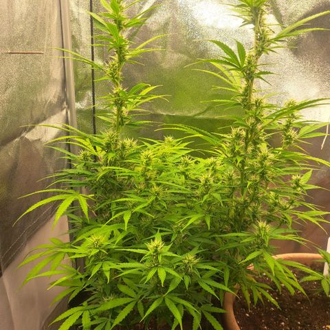 Jack 47 XL Auto growlog timeline photo