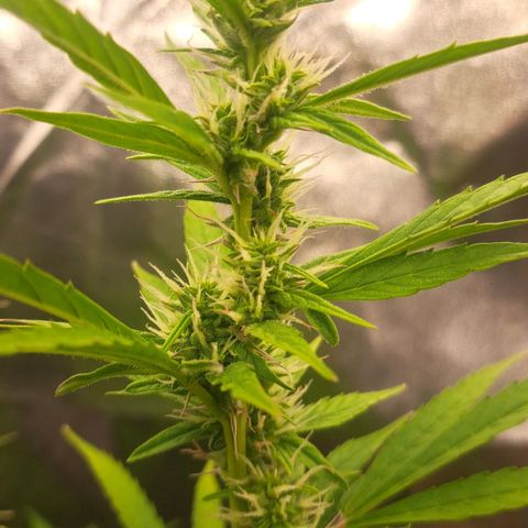 Jack 47 XL Auto growlog timeline photo