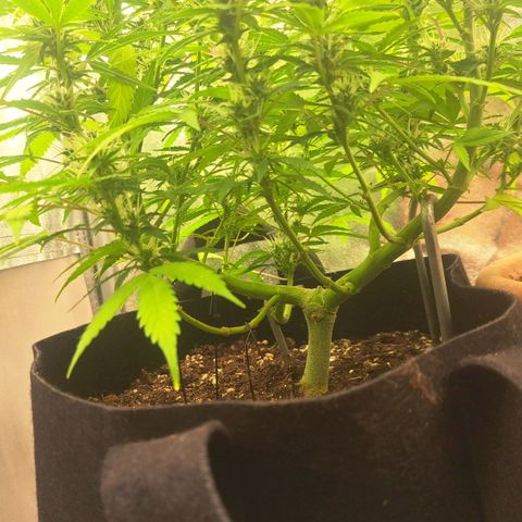Jack 47 XL Auto growlog timeline photo