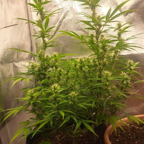 Jack 47 XL Auto growlog timeline photo