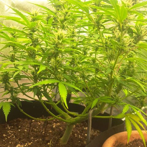Jack 47 XL Auto growlog timeline photo