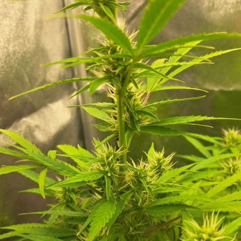 Jack 47 XL Auto growlog timeline photo