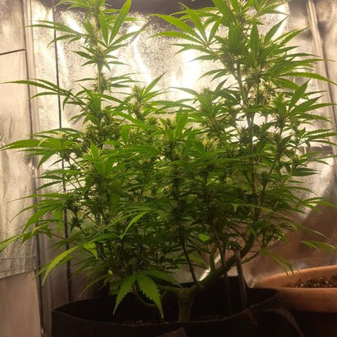Jack 47 XL Auto growlog timeline photo