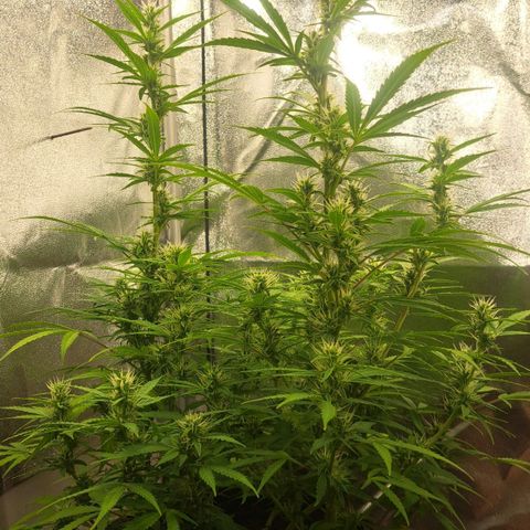 Jack 47 XL Auto growlog timeline photo
