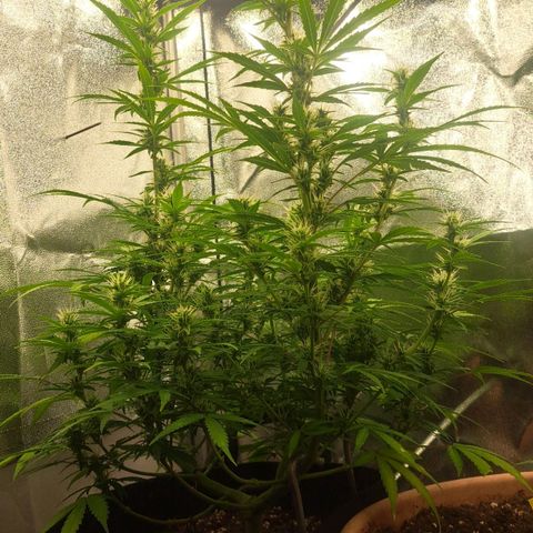 Jack 47 XL Auto growlog timeline photo