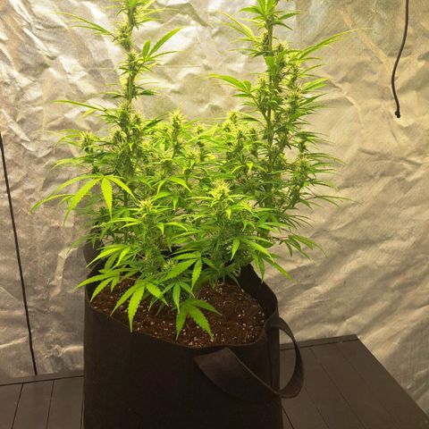 Jack 47 XL Auto growlog timeline photo