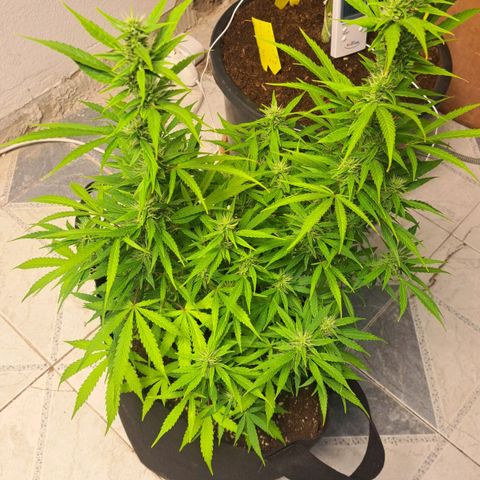 Jack 47 XL Auto growlog timeline photo