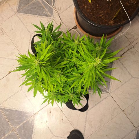 Jack 47 XL Auto growlog timeline photo