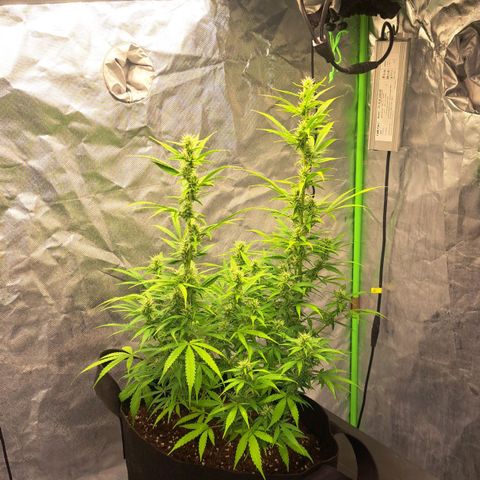 Jack 47 XL Auto growlog timeline photo