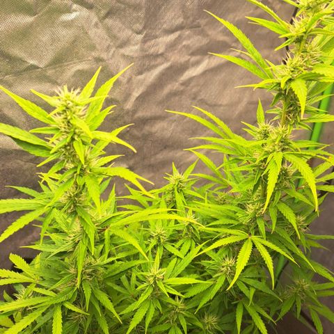 Jack 47 XL Auto growlog timeline photo