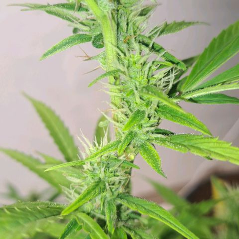Jack 47 XL Auto growlog timeline photo
