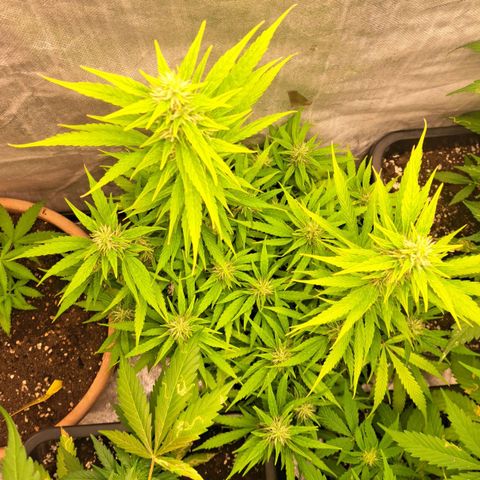 Jack 47 XL Auto growlog timeline photo
