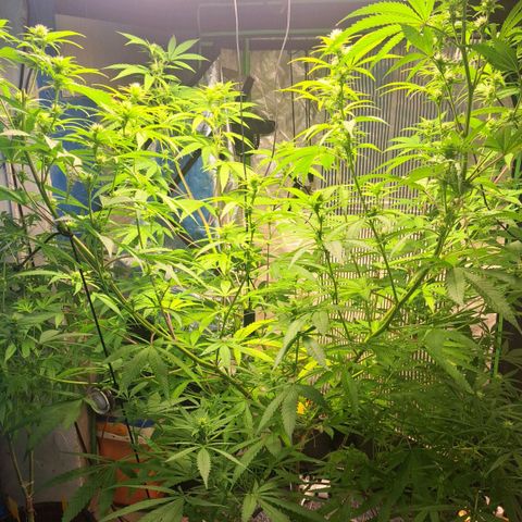 Sideral x Zombie Kush growlog timeline photo