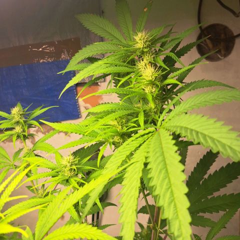 Sideral x Zombie Kush growlog timeline photo