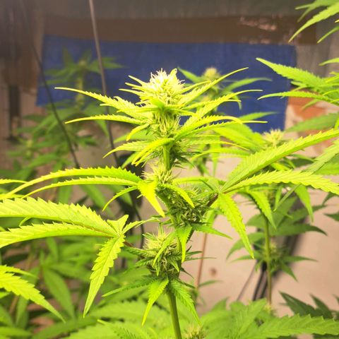 Sideral x Zombie Kush growlog timeline photo