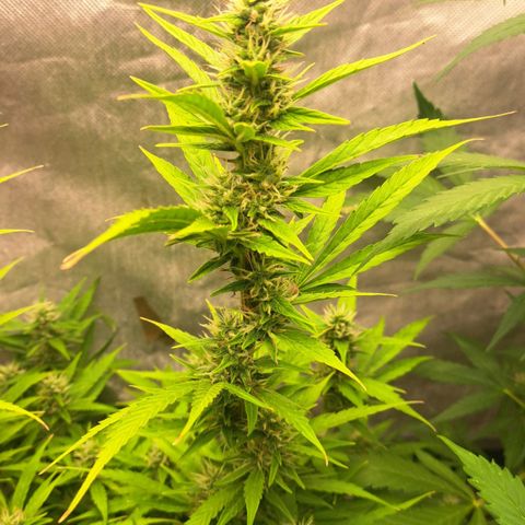 Jack 47 XL Auto growlog timeline photo