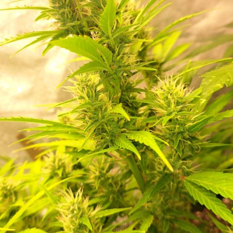 Jack 47 XL Auto growlog timeline photo