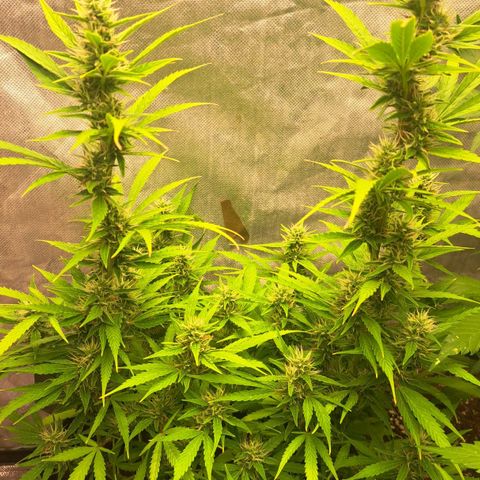 Jack 47 XL Auto growlog timeline photo