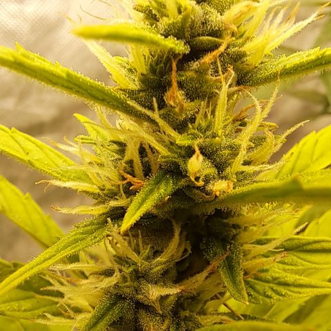 Jack 47 XL Auto growlog timeline photo