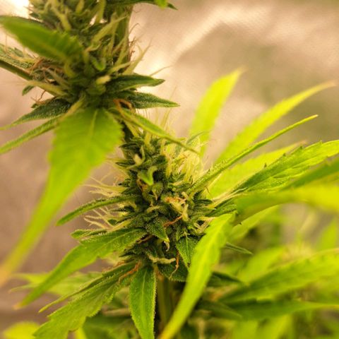 Jack 47 XL Auto growlog timeline photo