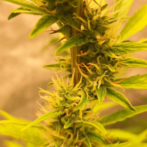 Jack 47 XL Auto growlog timeline photo