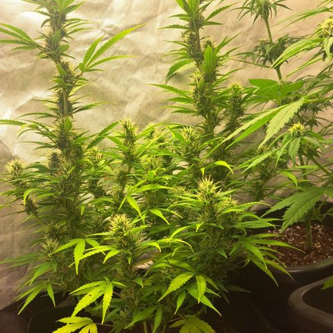 Jack 47 XL Auto growlog timeline photo