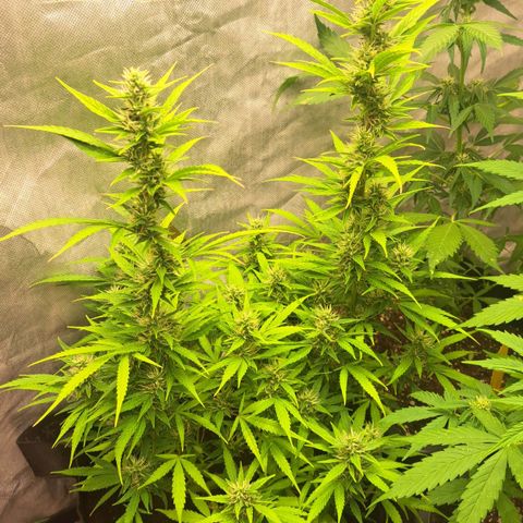 Jack 47 XL Auto growlog timeline photo