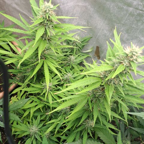 Jack 47 XL Auto growlog timeline photo