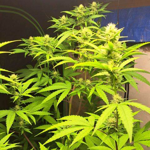 Sideral x Zombie Kush growlog timeline photo