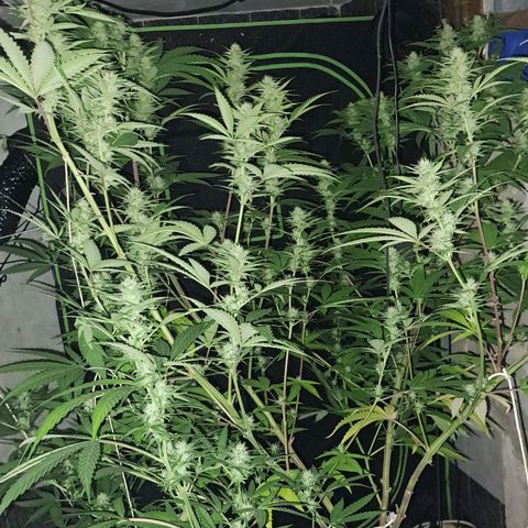 Sideral x Zombie Kush growlog timeline photo