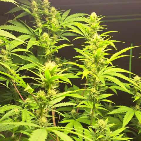 Sideral x Zombie Kush growlog timeline photo