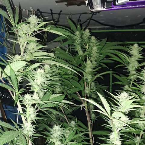 Sideral x Zombie Kush growlog timeline photo