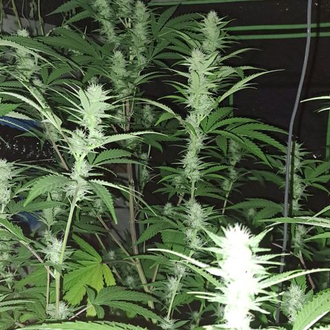 Sideral x Zombie Kush growlog timeline photo