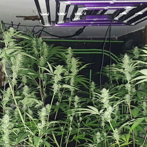 Sideral x Zombie Kush growlog timeline photo
