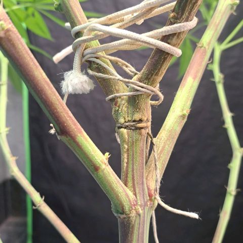 Sideral x Zombie Kush growlog timeline photo