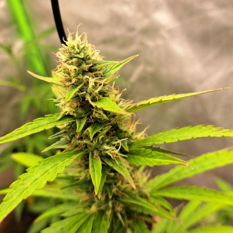 Jack 47 XL Auto growlog timeline photo