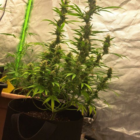 Jack 47 XL Auto growlog timeline photo