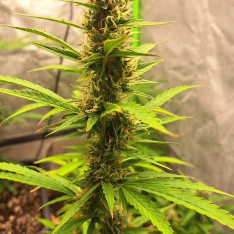 Jack 47 XL Auto growlog timeline photo