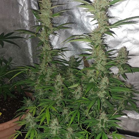 Jack 47 XL Auto growlog timeline photo