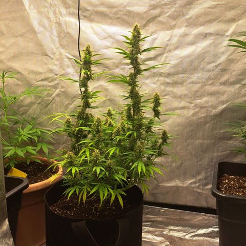 Jack 47 XL Auto growlog timeline photo