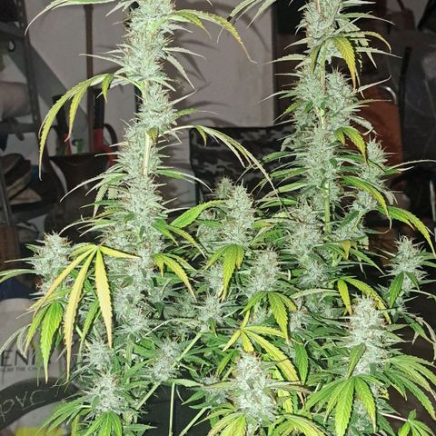Jack 47 XL Auto growlog timeline photo