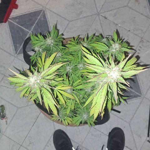 Jack 47 XL Auto growlog timeline photo